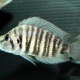picture of Altolamprologus compressiceps