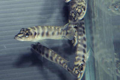 Neolamprologus fasciatus Cichlidae
