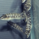picture of Altolamprologus fasciatus