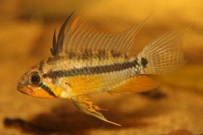 Apistogramma allpahuayo Cichlidae