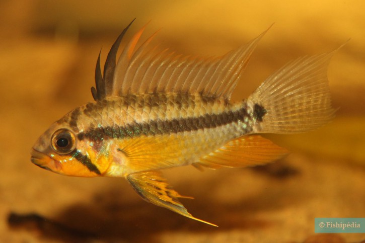 Apistogramma allpahuayo