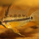 picture of Apistogramma allpahuayo