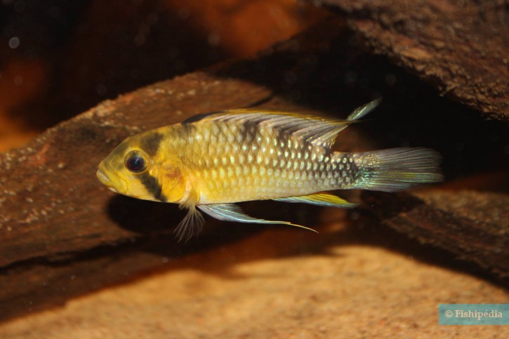 Apistogramma rositae