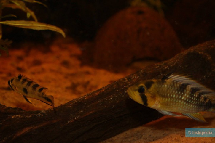 Apistogramma rositae