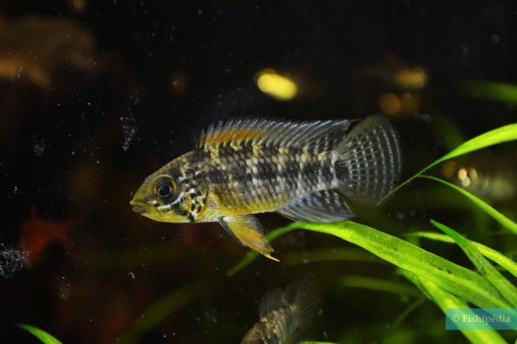 Apistogramma sp. 'Vielfleck'