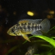 picture of Apistogramma sp. 'Vielfleck'