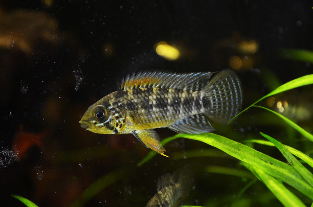 Apistogramma sp. 'Vielfleck'