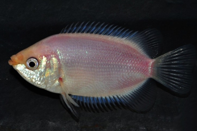 Helostoma temminkii