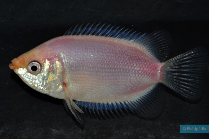 Helostoma temminkii