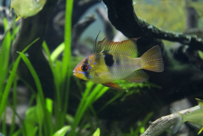 ciclide nano di Ramirez Cichlidae