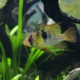 picture of Mikrogeophagus ramirezi