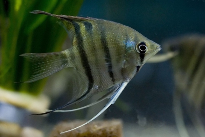 scalaire leopoldi Cichlidae