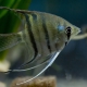 picture of Pterophyllum leopoldi