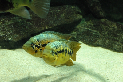 Parachromis loisellei Cichlidae