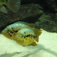 picture of Parachromis loisellei