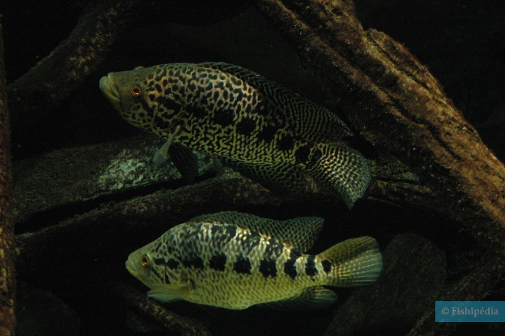 Parachromis managuensis - guapote tigre nicaragüense