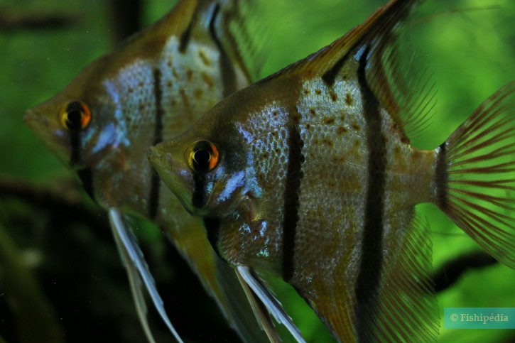 Pterophyllum scalare - escalar