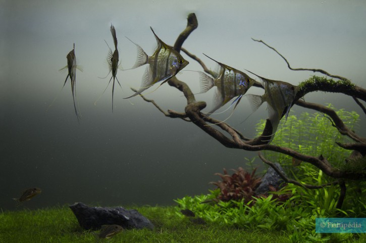 Pterophyllum scalare - escalar