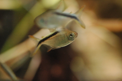 tétra pingouin Characidae