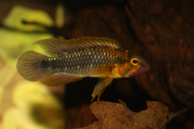 Apistogramma sp. 'Abacaxis' Cichlidae