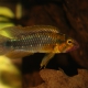 picture of Apistogramma sp. 'Abacaxis'