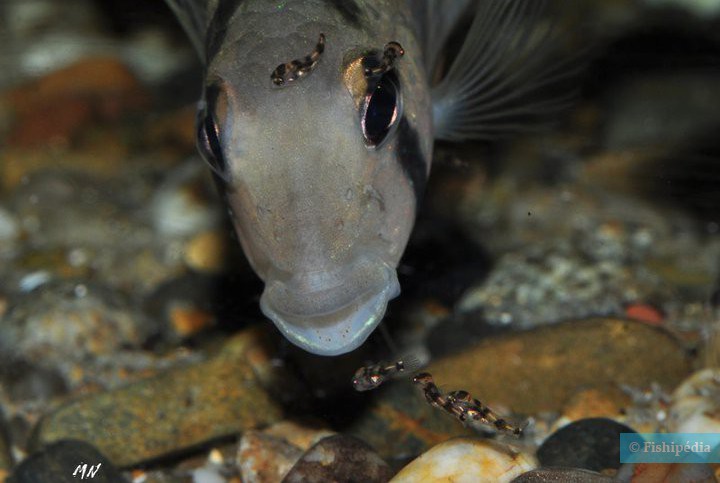 Tahuantinsuyoa macantzatza