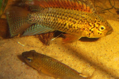 Apistogramma sp. 'rio Xingu' Cichlidae