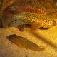 picture of Apistogramma sp. 'rio Xingu'