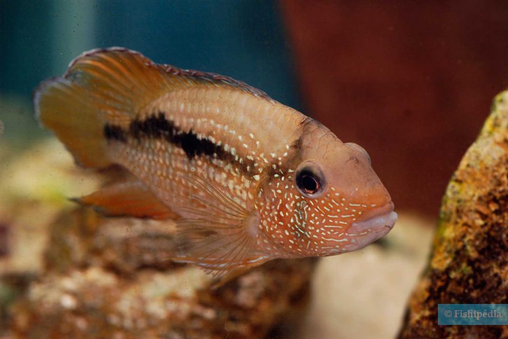 Tahuantinsuyoa macantzatza