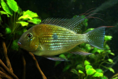 Acarichthys heckelii Cichlidae