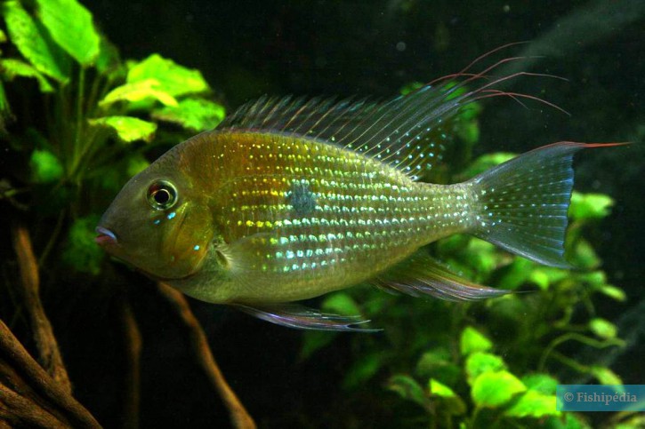 Acarichthys heckelii