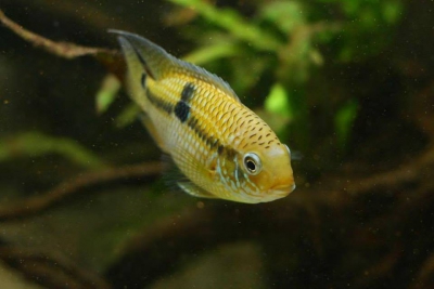 Aequidens patricki Cichlidae