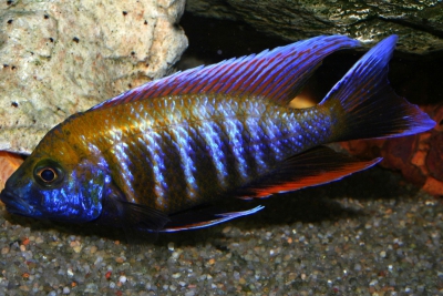 Aulonocara jacobfreibergi "Otter Point"