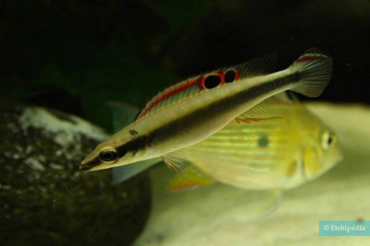 crenicichla notophthalmus