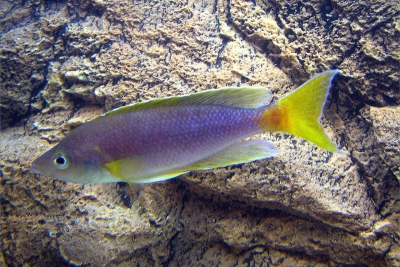 Cypri lavande Cichlidae