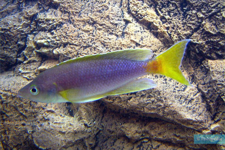 Cyprichromis coloratus