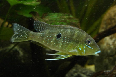 Geophagus argyrostictus Cichlidae