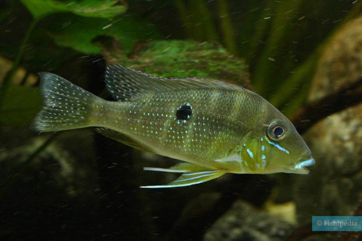 Geophagus argyrostictus