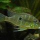 picture of Geophagus argyrostictus