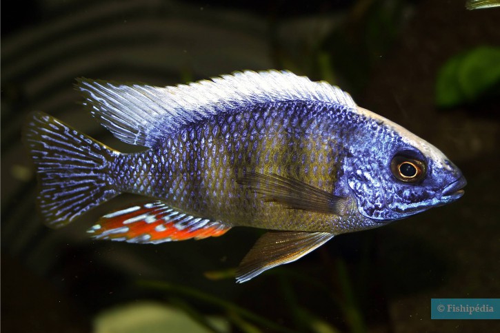 Protomelas sp. " Taiwan Reef "