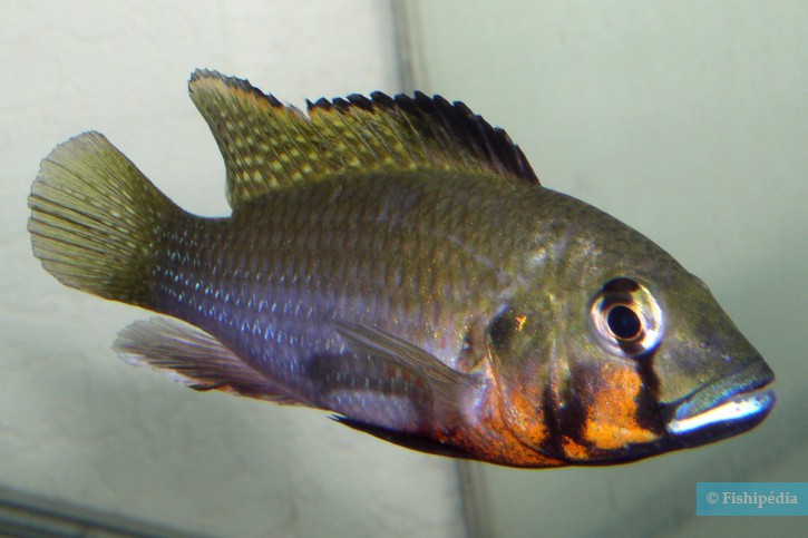 Thoracochromis brauschi