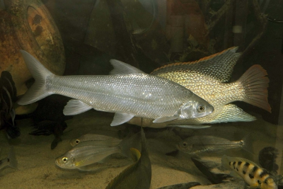 mbaraga Cyprinidae