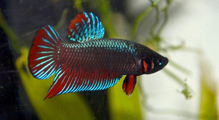 Betta splendens sauvage mâle