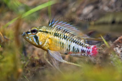 Apistogramma hongsloi Cichlidae