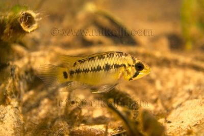Apistogramma nororientalis Cichlidae
