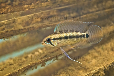 Apistogramma velifera Cichlidae