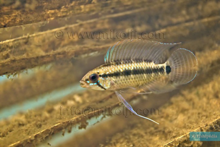 Apistogramma velifera