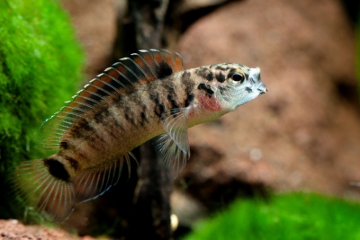 Badis juergenschmidti Badidae