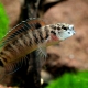 picture of Badis juergenschmidti