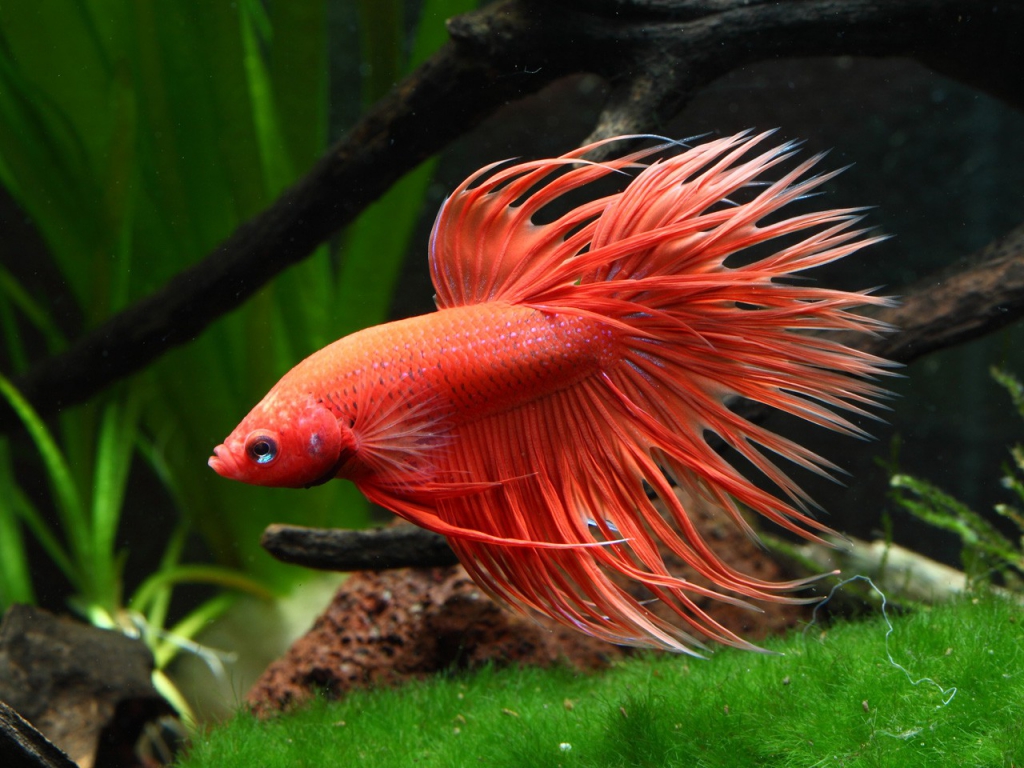 Comment le combattant a conquis le monde ? Fishipedia